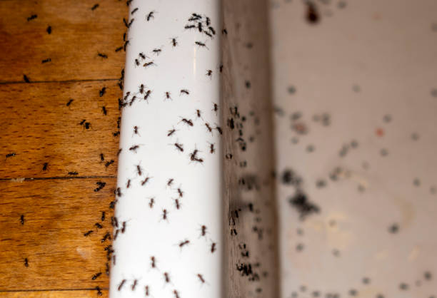 Best Cockroach Control Services  in Mford, IL