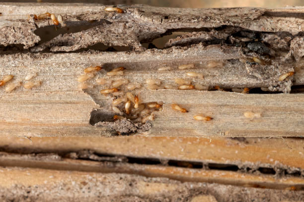 Best Ant Control Services  in Mford, IL
