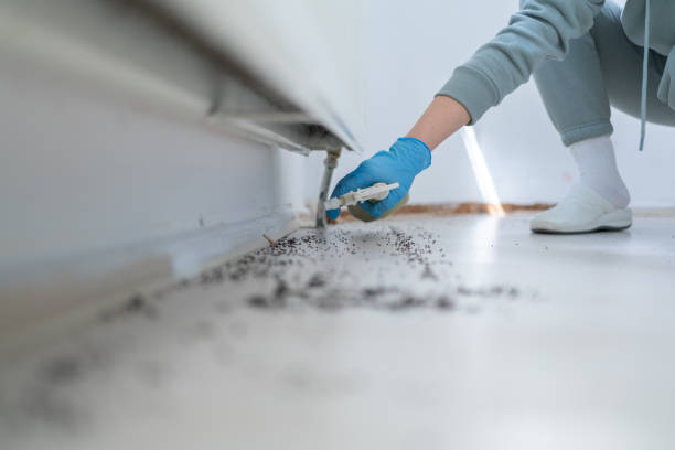 Best Termite Control Services  in Mford, IL